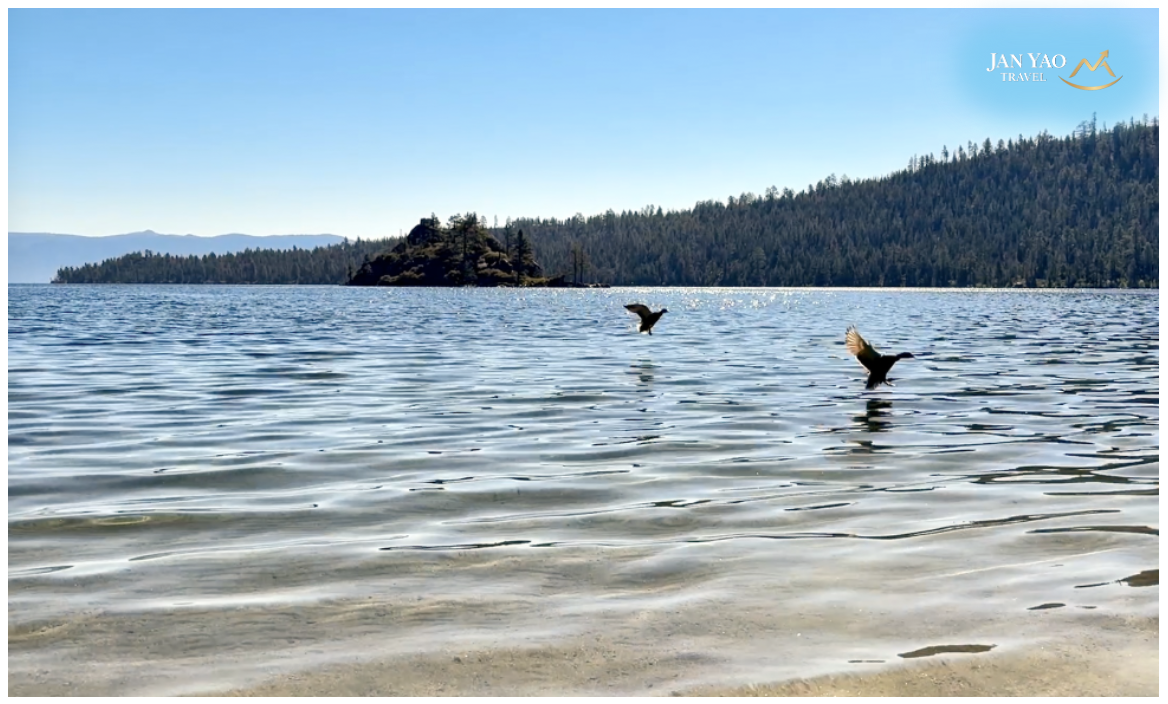 Lake Tahoe 湖畔飛鳥與清澈湖水景色