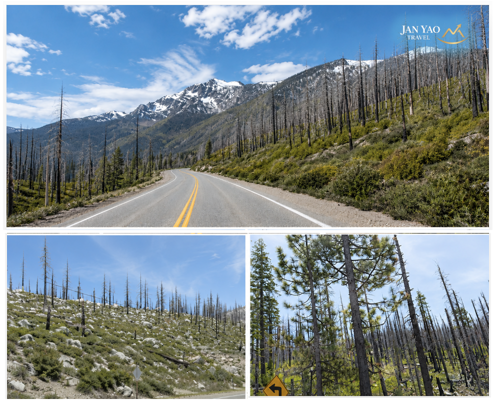 前往太浩湖途中經過 Sierra Nevada 山區，沿途可見野火燒毀的森林與逐漸恢復的新生植被;